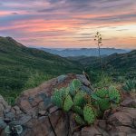 prickly-pear-cactus-in-gila-county-arizona-dave-dilli